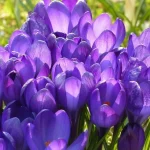 inte-bara-tulpaner-dessa-sju-lokblommor-ar-varda-att-plantera.webp.webp