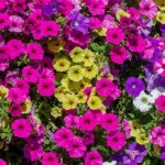 vad-man-ska-gora-med-petunia-pa-hosten-kasta-inte.webp.webp